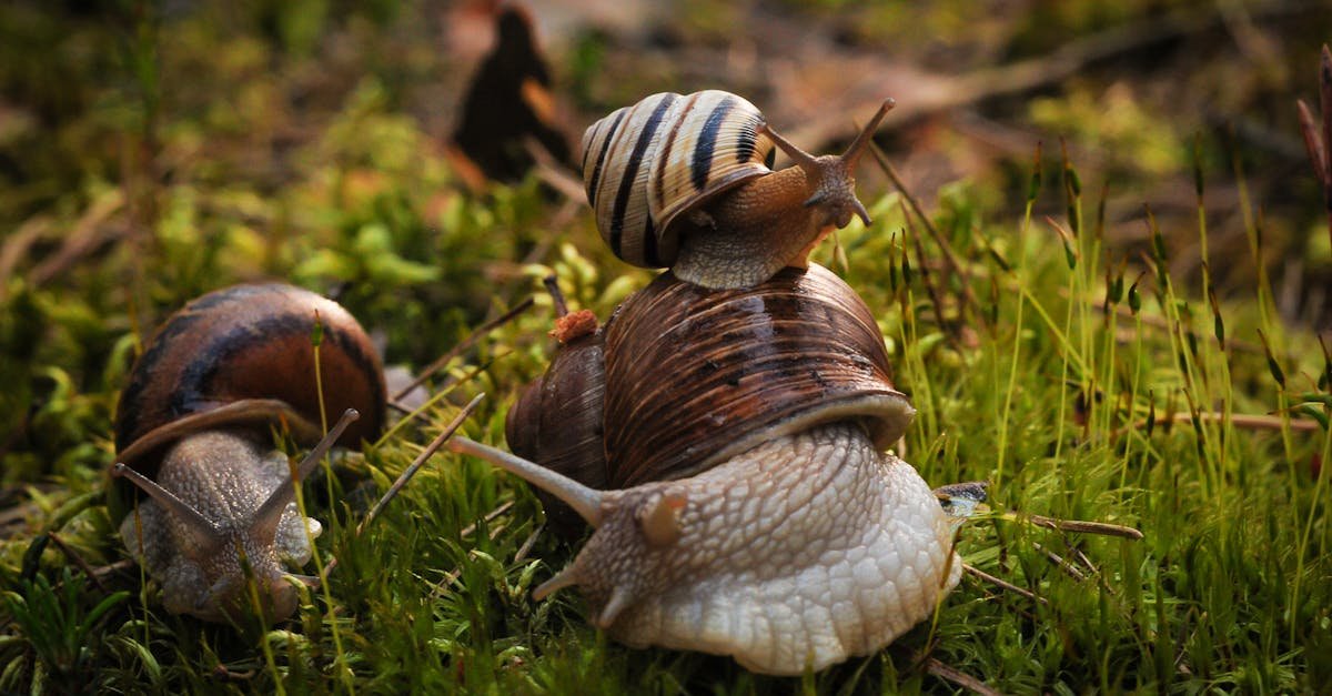 Ślimaki w warzywniku? 12 skutecznych i naturalnych sposobów, by ochronić plony