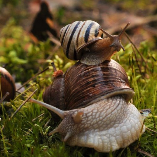 Ślimaki w warzywniku? 12 skutecznych i naturalnych sposobów, by ochronić plony