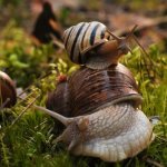 Ślimaki w warzywniku? 12 skutecznych i naturalnych sposobów, by ochronić plony