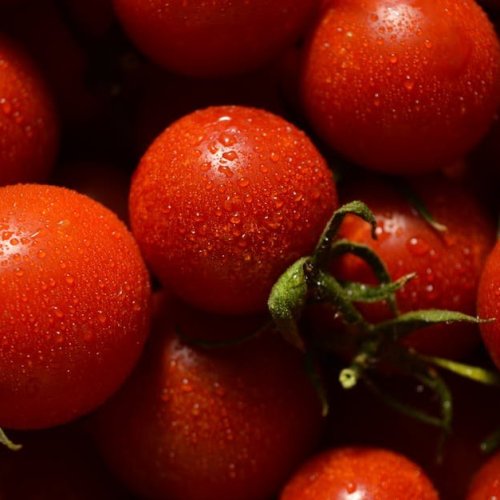 Najlepsze odmiany pomidorów do donic: obfite zbiory nawet na małej przestrzeni